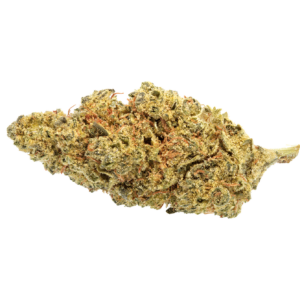 Canify 24/1 LS Ku. Khanya Select