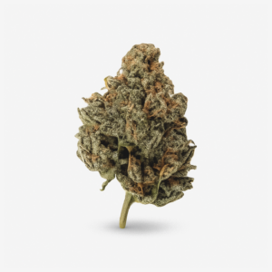 ZOIKS 22/1 SF - Sourflare