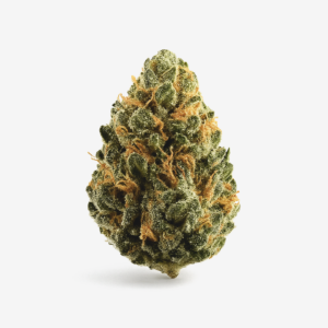 NOC AS 25 ARG Amnesia Kush x Sherbet Shocker
