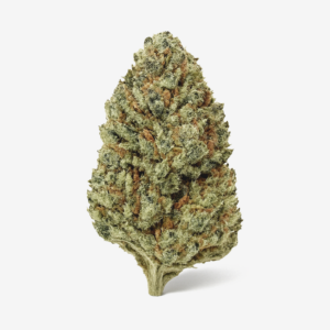Zoiks 22/1 SLD Sun Lemon Diesel